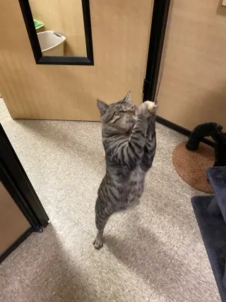 Mr. Cool