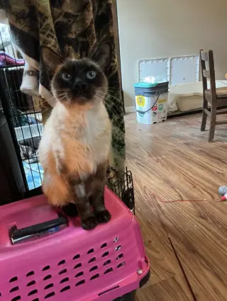 Suki