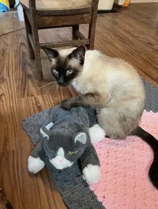 Suki