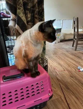 Suki