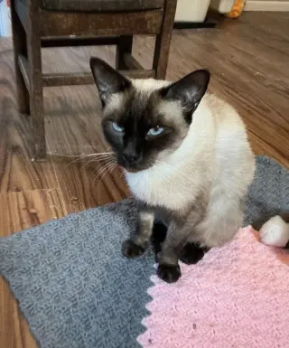 Suki