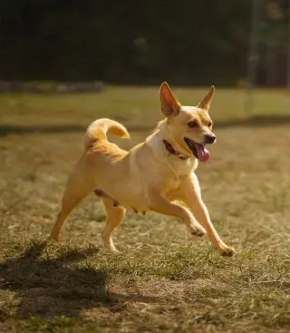 Bonnie