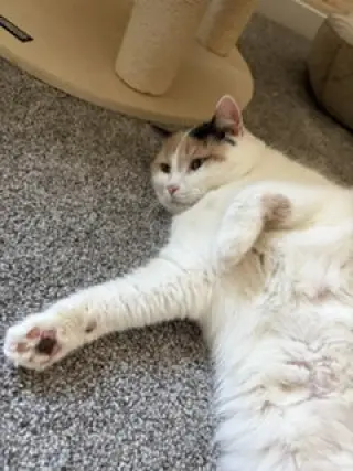 Queen of Hearts (4paw declaw)
