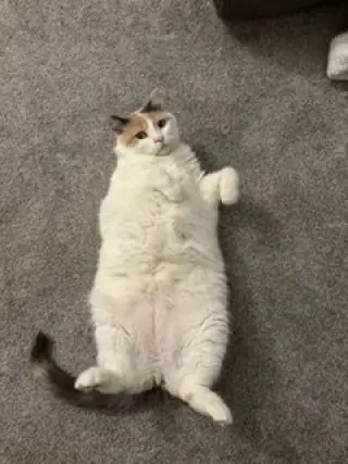 Queen of Hearts (4paw declaw)