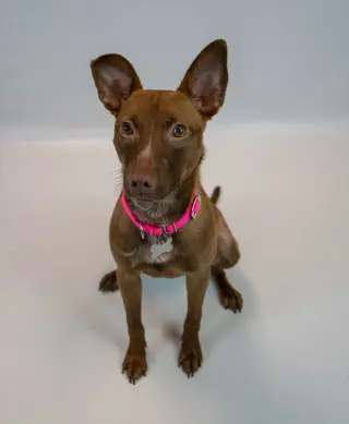 Serafina