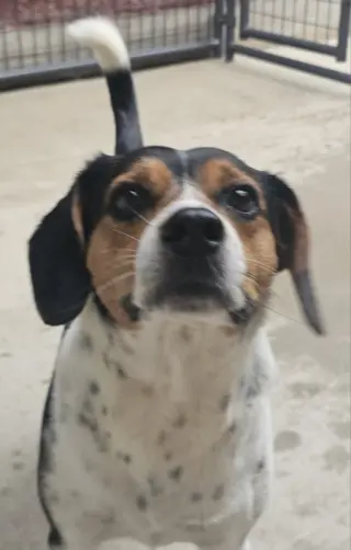 Lil Man *Adopt or Foster*
