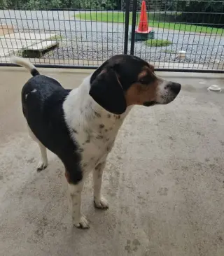 Lil Man *Adopt or Foster*
