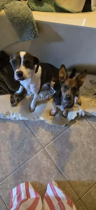 Ginny (G Sisters)