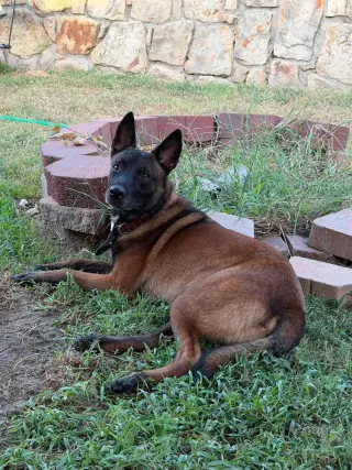 Goober AKA Kono - Located in Texas