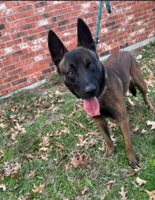 Goober AKA Kono - Located in Texas