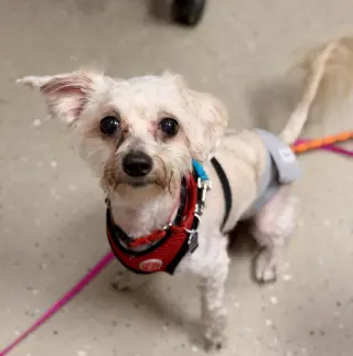 Tobey