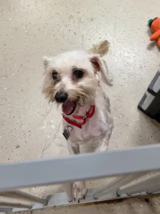 Tobey