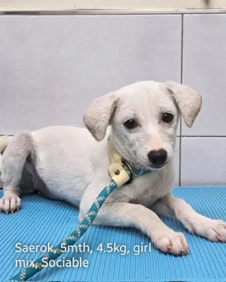 SAEROK