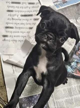 PEGGY SUE