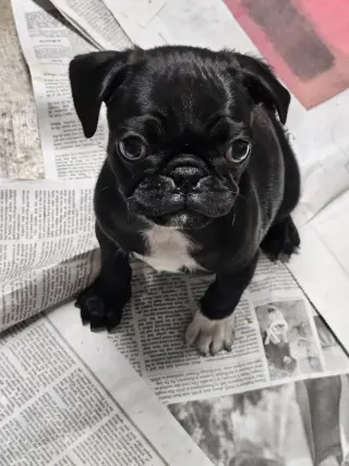 PEGGY SUE