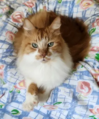 Toby
