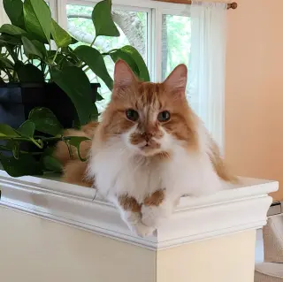 Toby