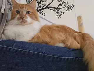 Toby