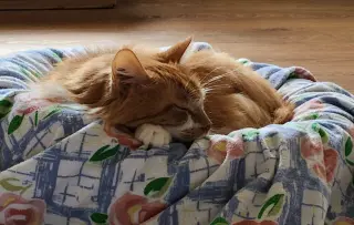 Toby