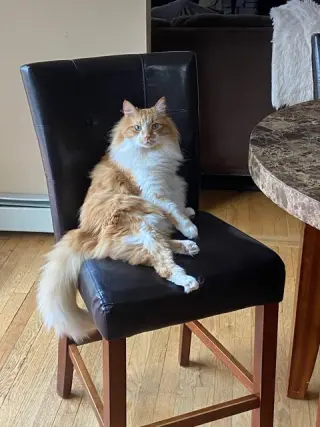 Toby