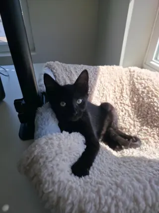 Mel - Pending Adoption