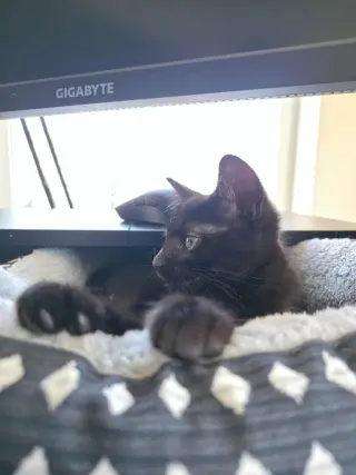 Mel - Pending Adoption