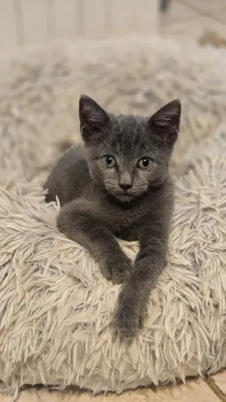 Raven's Shadow KITTEN