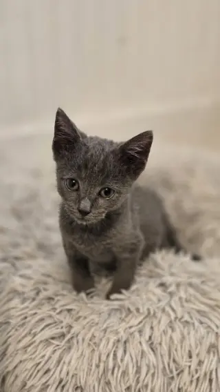 Raven's Shadow KITTEN