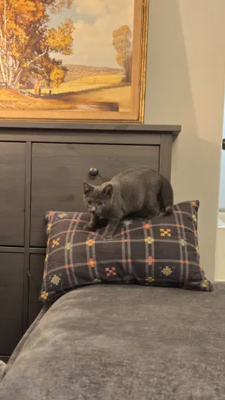 Raven's Shadow KITTEN