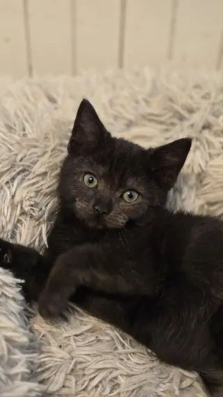 Raven's Cookie KITTEN