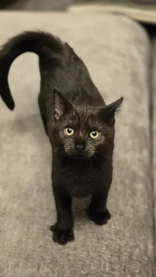 Raven's Cookie KITTEN