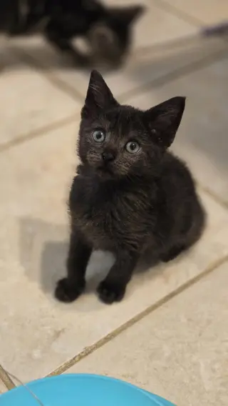 Raven's Cookie KITTEN