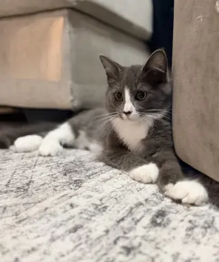 Charles