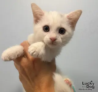 Hendrix