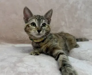 Cafe Con Leche: Honey