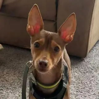 Petey