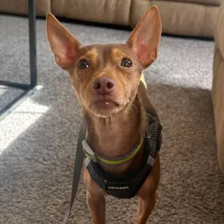 Petey
