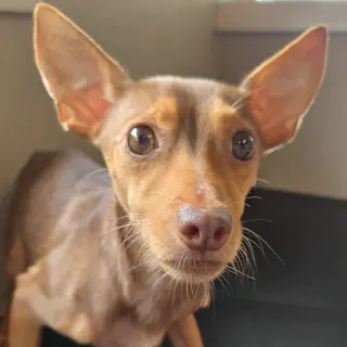 Petey