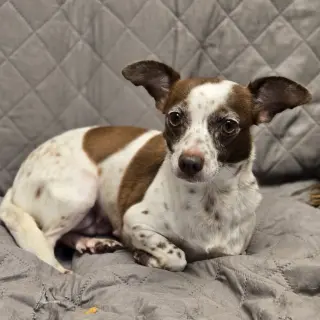 Grunita