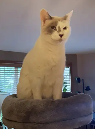 SNOWBALL #1992 -  Offered by Owner - Young female