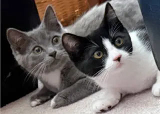 Layla & Lulu #1993 - Offered by Owner - Bonded