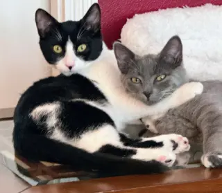 Layla & Lulu #1993 - Offered by Owner - Bonded