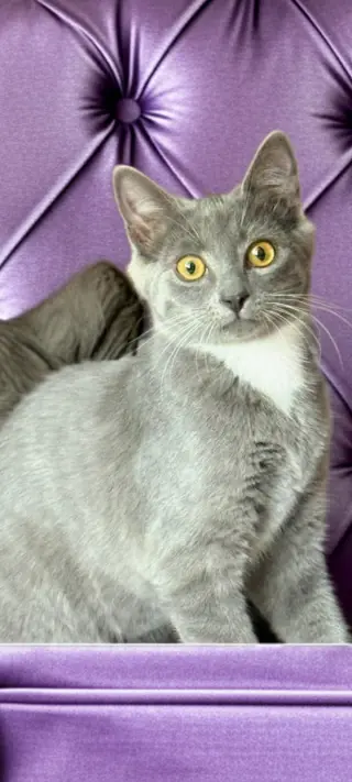 Layla & Lulu #1993 - Offered by Owner - Bonded