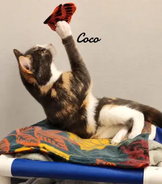 Coco