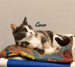Coco