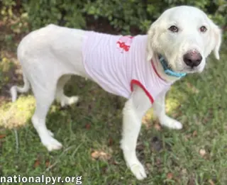 Wanda in AL - A Sweet Cuddle-Bug!