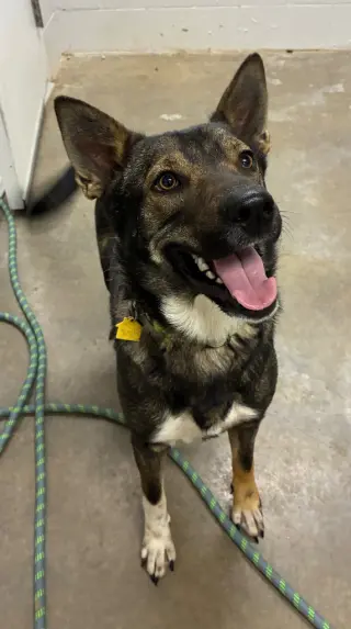 Apollo