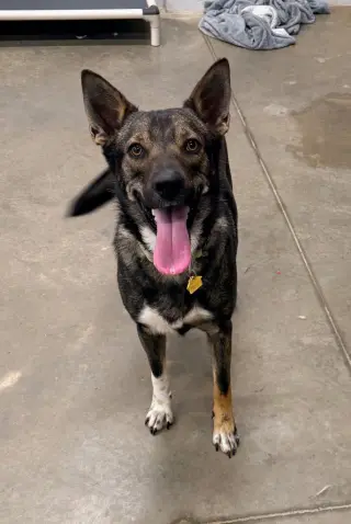 Apollo