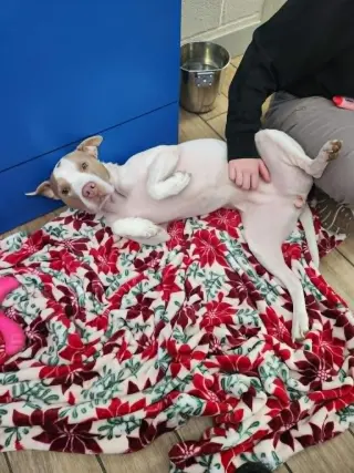Molly
