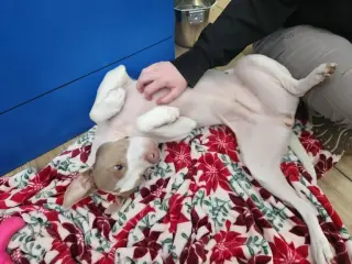 Molly